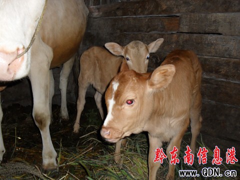 雷山一母牛產下“姐妹”雙胞胎(組圖)