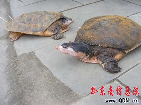 同伴說露嘴 賣鱉者現尷尬(圖)