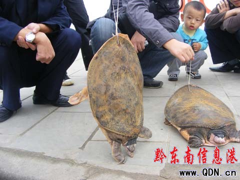 同伴說露嘴 賣鱉者現尷尬(圖)