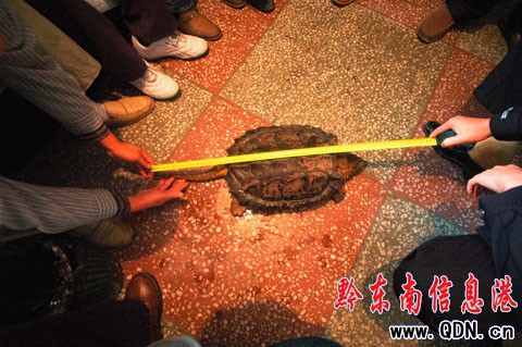 300歲美洲鱷魚龜現身天柱 重達8.1公斤(組圖)