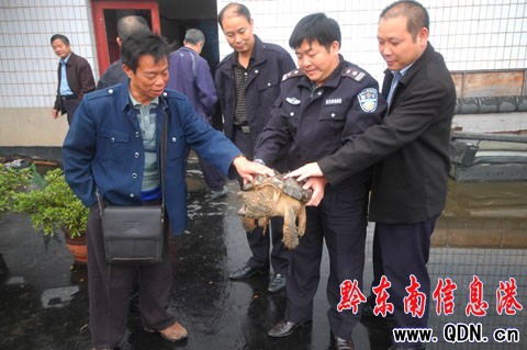 300歲美洲鱷魚龜現身天柱 重達8.1公斤(組圖)