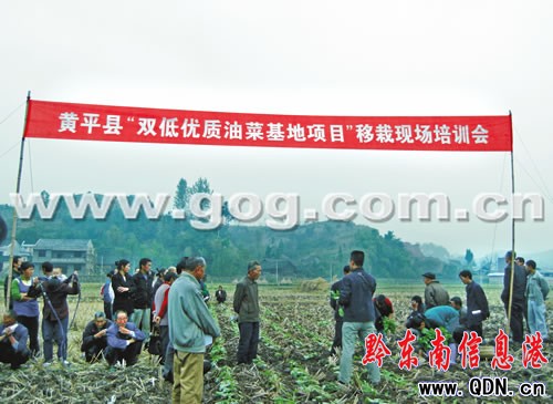 黃平投資500萬打造萬畝“雙低油菜”基地(圖)