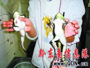 �N���l�F8�l��ţ�܌��ҽ��h��Ҫʳ��(�D)