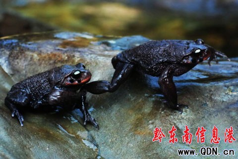 世界珍稀“角怪”髭(音zī)蟾親睞雷公山(組圖)