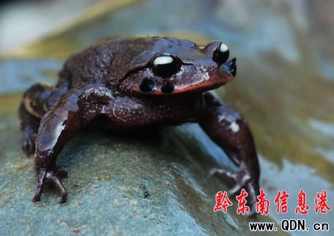 世界珍稀“角怪”髭(音zī)蟾親睞雷公山(組圖)