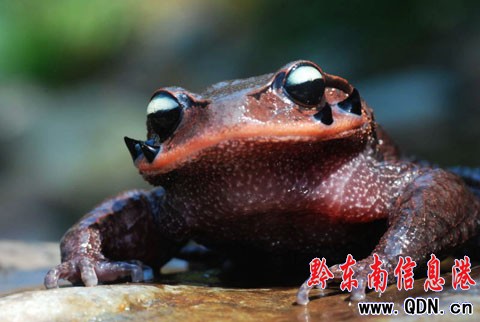 世界珍稀“角怪”髭(音zī)蟾親睞雷公山(組圖)