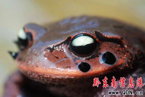 世界珍稀“角怪”髭(音zī)蟾親睞雷公山(組圖)