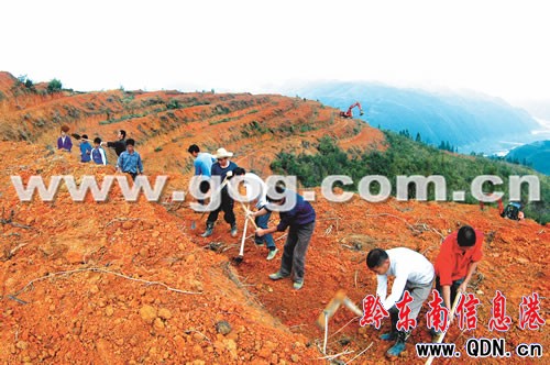 天柱荒山種油茶 5000畝油茶基地促發(fā)展(圖)