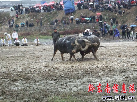 ��ɽ��ţ����ِ�Y��  �P�ﶷţ���l�Q�ۣ��D��