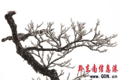 攝影愛好者抓捕雷公山霧凇奇觀(組圖)