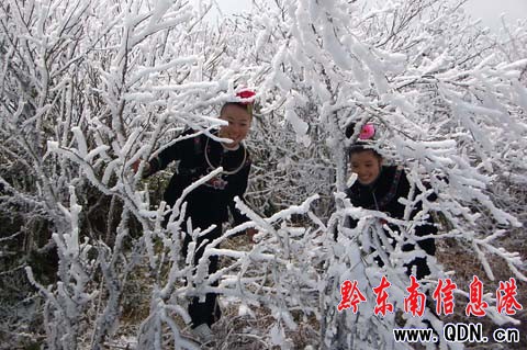 雷公山氣溫回升冰凝花綻放(組圖)