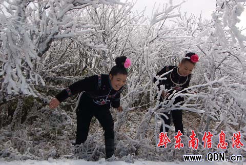 雷公山氣溫回升冰凝花綻放(組圖)