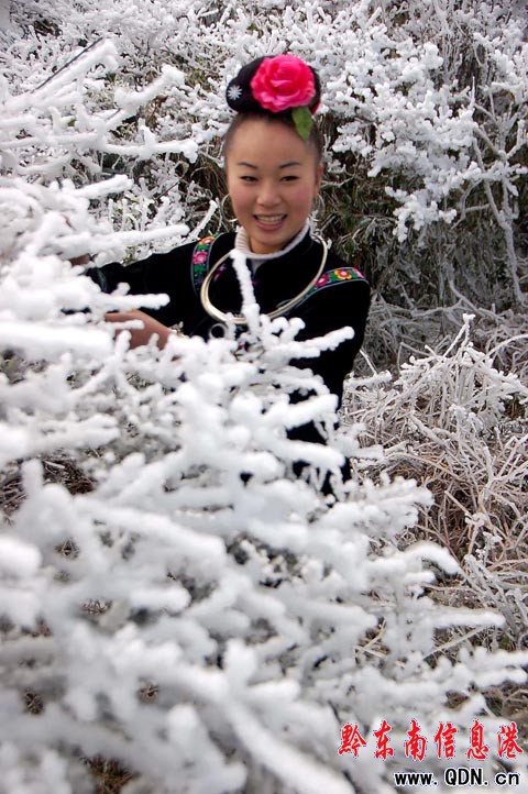 雷公山氣溫回升冰凝花綻放(組圖)