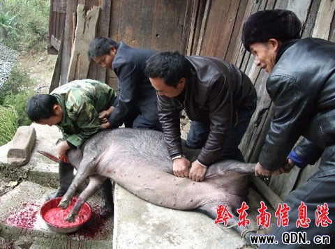 苗鄉(xiāng)陸續(xù)迎來苗年節(jié) “大年30”團(tuán)團(tuán)圓圓(圖)