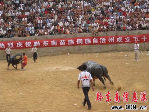 ���ϏV��ţ����ǭ ��ţ�����l�����ߣ����D��