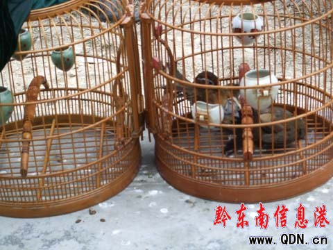 小小畫眉身價21萬 一口鳥食價格>一頓早餐(圖)