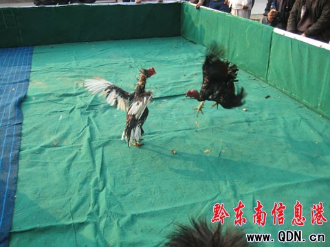 ǭ�|�����u����ِ�_Ļ 