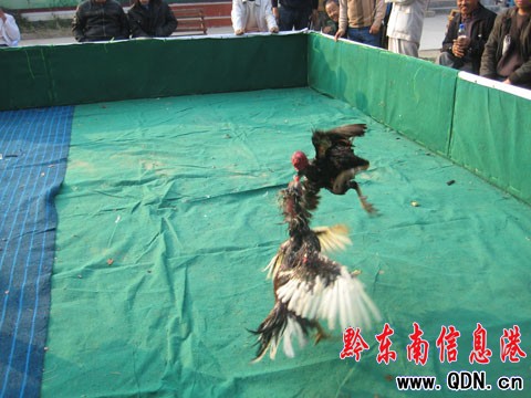 ǭ�|�����u����ِ�_Ļ 