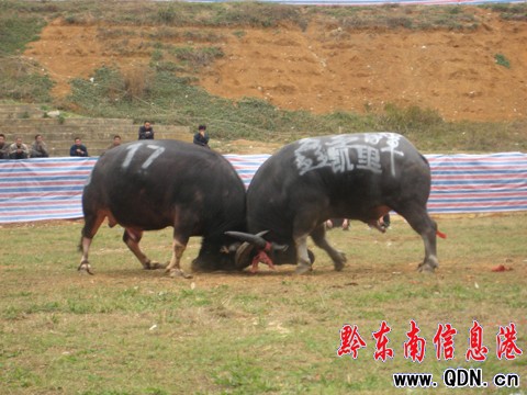 昔日“銅錘”黯然離場 “拔苗助長”奪首冠(圖)