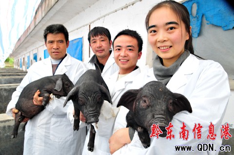 從江香豬原種繁育場錄入國家畜禽遺傳保種名錄