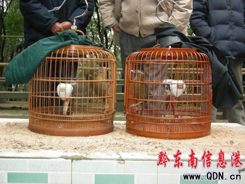 省少數(shù)民族文藝會(huì)演鳥(niǎo)王爭(zhēng)霸大賽今日開(kāi)戰(zhàn)(圖)