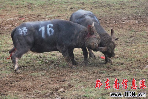 ��С�B�ҡ�Ѫ������ ������ʿ�������������D��