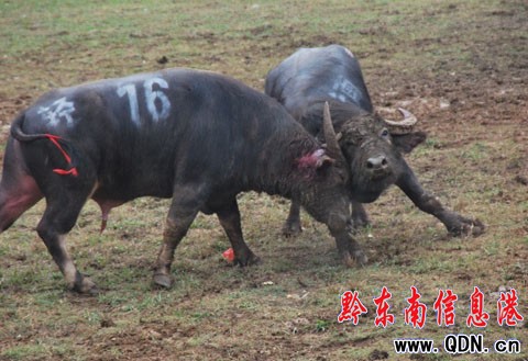 ��С�B�ҡ�Ѫ������ ������ʿ�������������D��