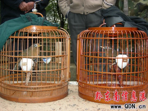 鳥(niǎo)王爭(zhēng)霸大賽:百余名愛(ài)鳥(niǎo)者以鳥(niǎo)會(huì)友(組圖)