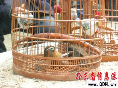 鳥(niǎo)王爭(zhēng)霸大賽:百余名愛(ài)鳥(niǎo)者以鳥(niǎo)會(huì)友(組圖)