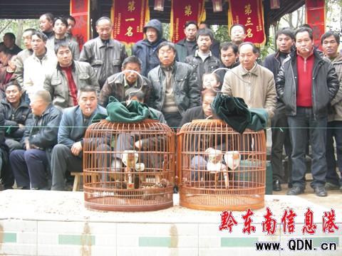 鳥(niǎo)王爭(zhēng)霸大賽:百余名愛(ài)鳥(niǎo)者以鳥(niǎo)會(huì)友(組圖)