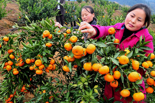 黔東南州錦屏大同鄉穩江小香橘外銷往東南亞