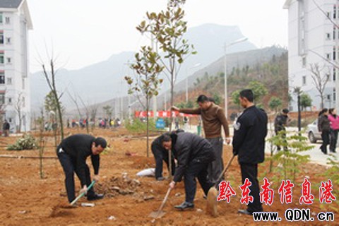 凱里學院師生義務植樹迎新年(圖)