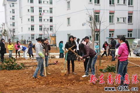 凱里學院師生義務植樹迎新年(圖)