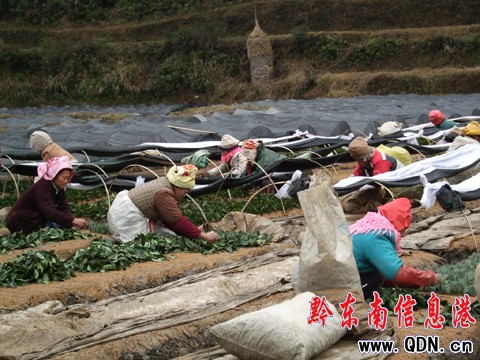 ��ɽ���r��������æ���D��