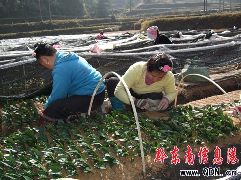 ��ɽ���r��������æ���D��