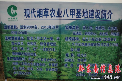 全州烤煙生產工作現場會在天柱召開(組圖)