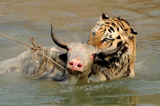 ����@��ţ�`���ͫF�^���ϻ�ҧ��(�M�D)