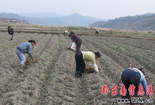 ��ƽ���l(xi��ng)�r(n��ng)�񹤴�N�R���һ�ɷ�æ���D��