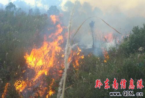 ���Ӱl(f��)��ɭ�ֻ��(z��i) ܊�����5С�r(sh��)������(�D)