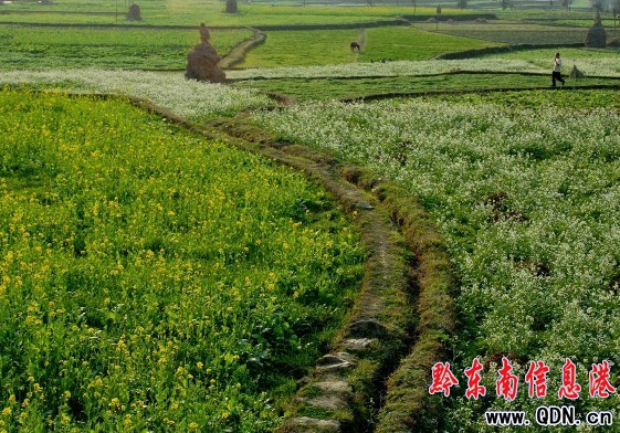 ꖹ����� ��կ̎̎��ɫ�����D��