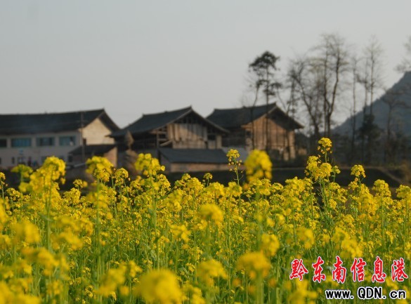 ꖹ����� ��կ̎̎��ɫ�����D��