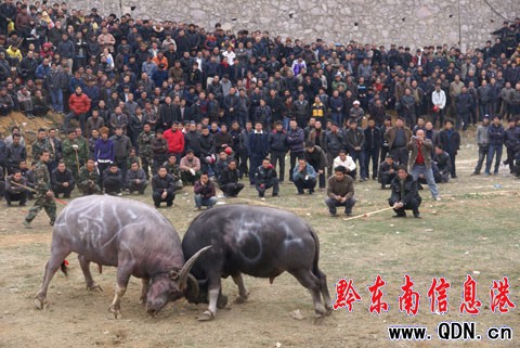 ���x�嶷ţِ ���ش̼��Ķ�ţِ���D��