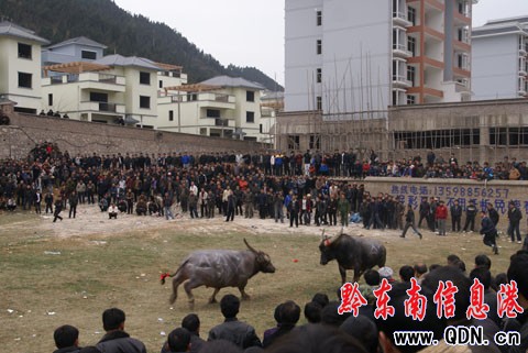 ���x�嶷ţِ ���ش̼��Ķ�ţِ���D��