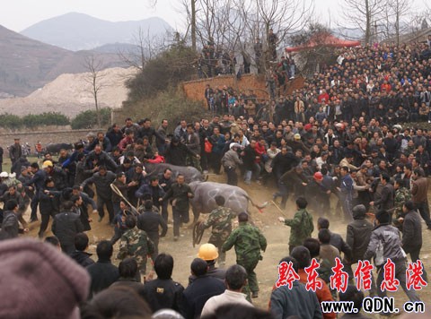 ���x�嶷ţِ ���ش̼��Ķ�ţِ���D��