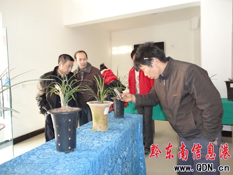 黃平舉辦春節蘭花展(圖)