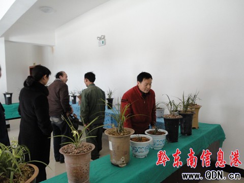 黃平舉辦春節蘭花展(圖)
