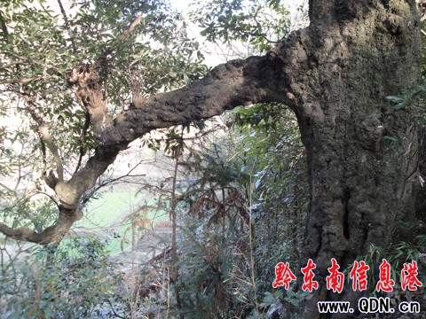 ���ӿh���l�Fǧ����䓹Ř䣨�D��