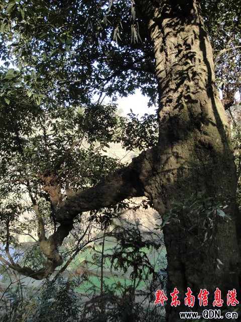 ���ӿh���l�Fǧ����䓹Ř䣨�D��