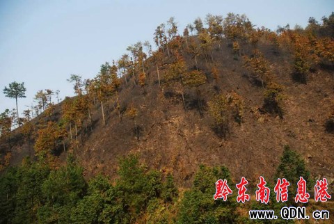 ��ɽ�l��ɽ�� ����eɭ�ֱ������M�D��