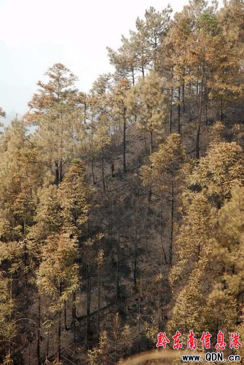 ��ɽ�l��ɽ�� ����eɭ�ֱ������M�D��